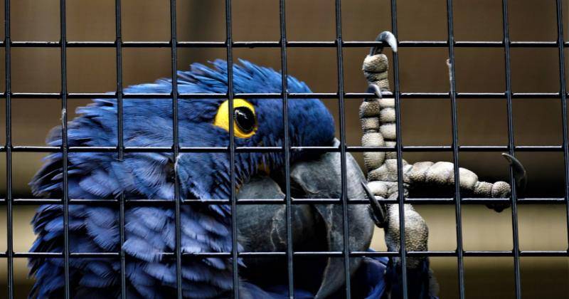 Hukum Memelihara Burung dalam Islam, Bolehkah Dipelihara?