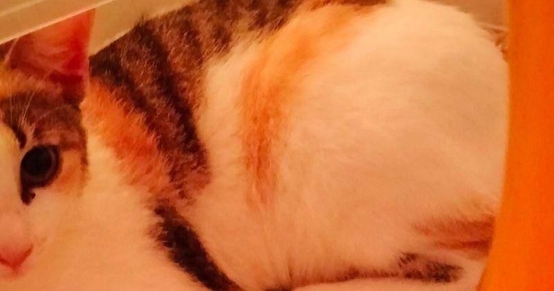 Twitter.com/Lemonyakult_