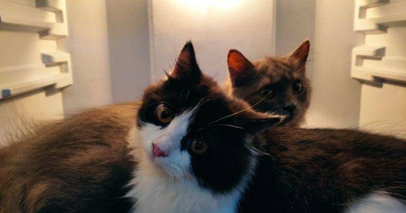 Twitter.com/Yourpetsfess