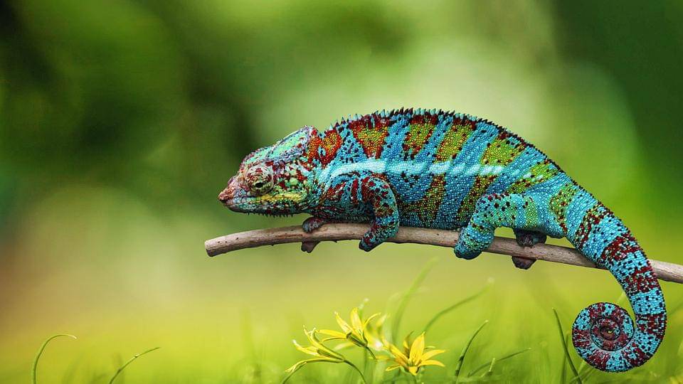 Pixabay/elg21-3764790