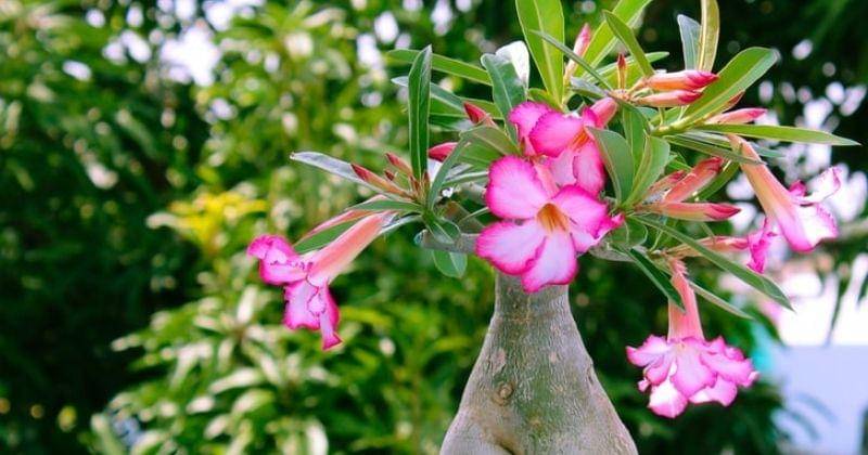 Unsplash/Supratikdeshmukh