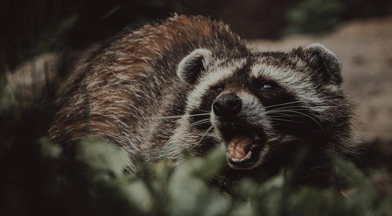 Pexels/David Selbert