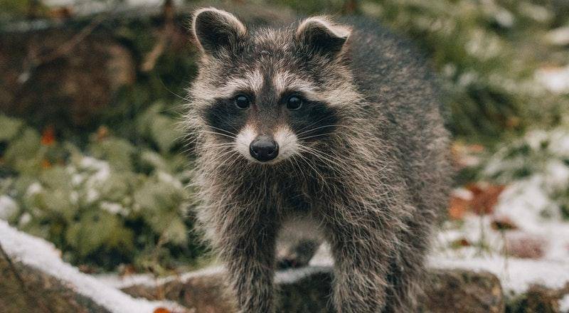 Pexels/David Selbert