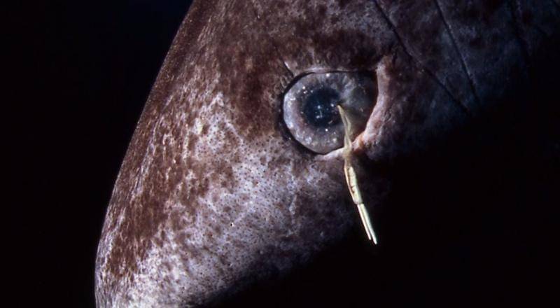 The Most Exteme Fandom