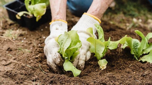 Pexels/greta-hoffman