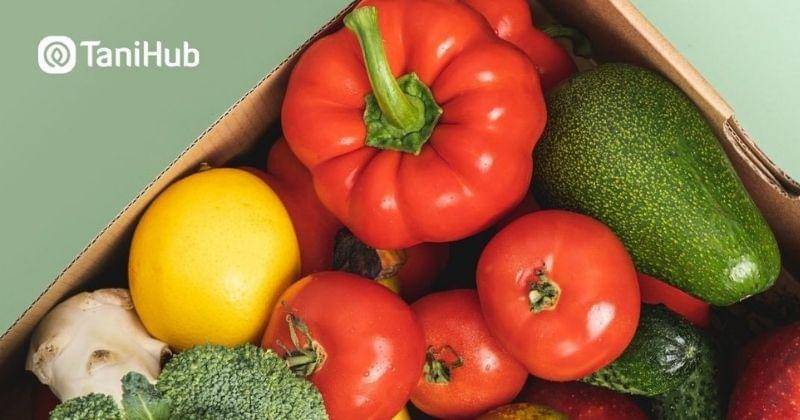 Instagram.com/tanihub