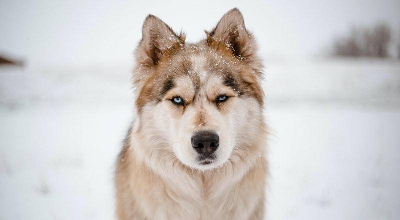 Pexels/Jessica Jochheim