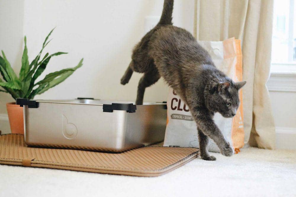 Membersihkan kotoran kucing