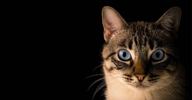 Unsplash/Pacto Visual