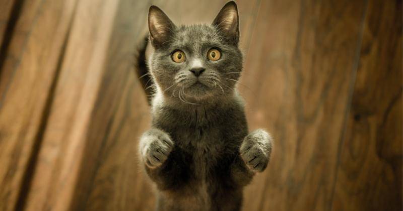 Unsplash/Marko Blažević