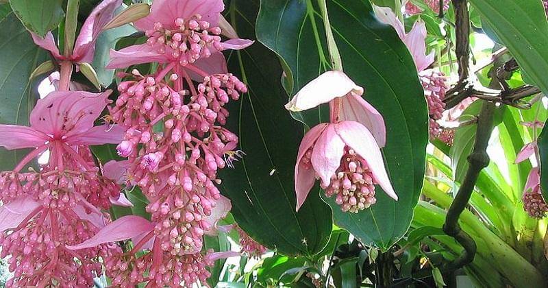 Wikimedia/Alberto Salguero