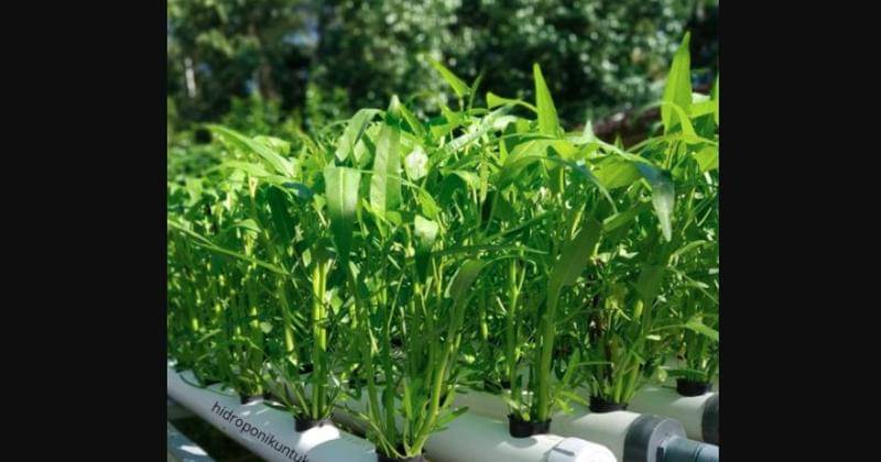 Instagram.com/hidroponikuntuksemua