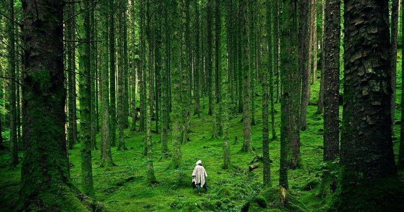 Pexels.com/LuisdelRio