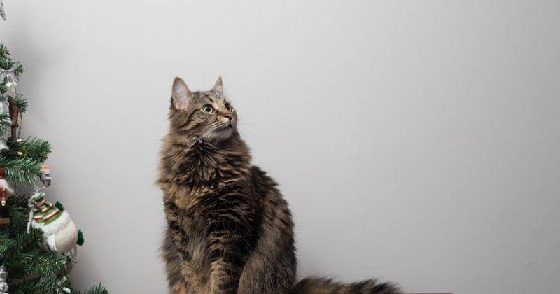 Unsplash/Theshuttervision