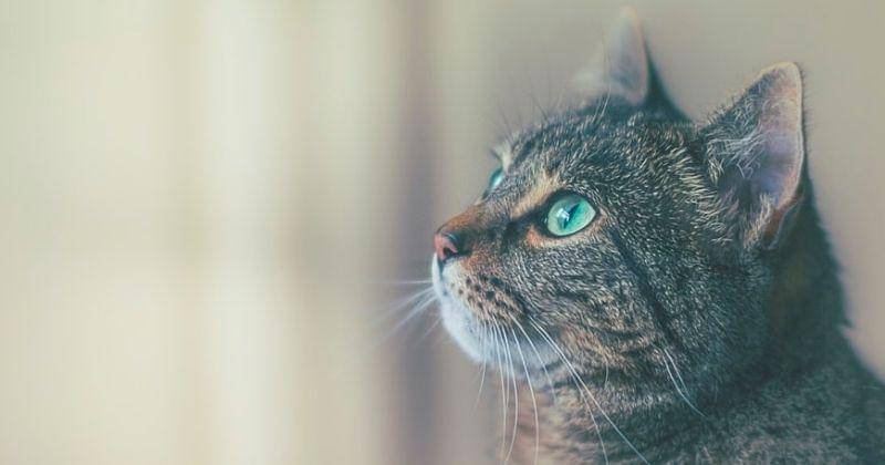 Unsplash/Jamessutton_photography