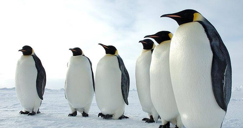 biologicaldiversity.org