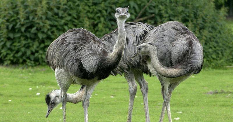 king-animal.blogspot.com