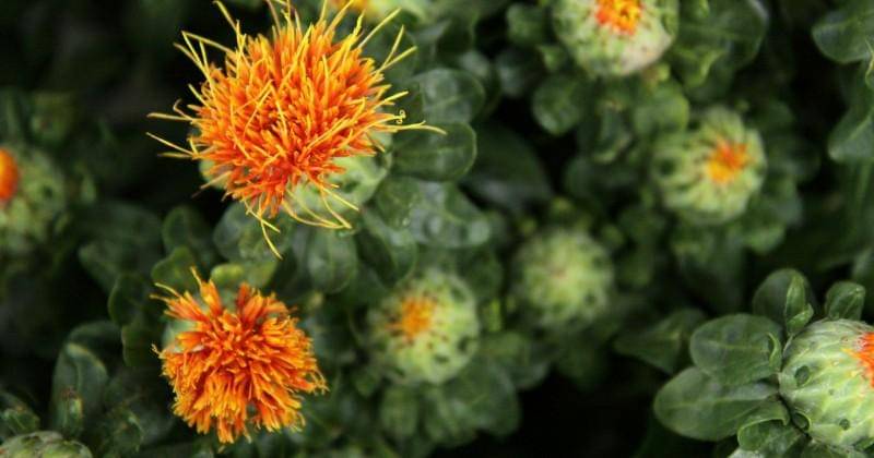 Pixabay/PublicDomainPictures