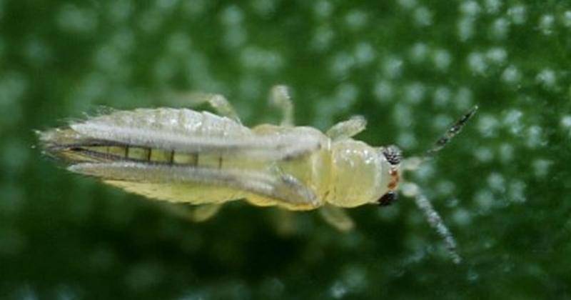 sisinfo_horti.litbang.pertanian.go.id