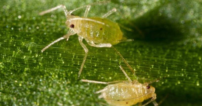 cybex.pertanian.go.id