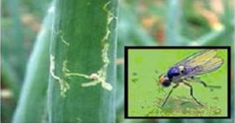 ditlin.hortikultura.pertanian.go.id