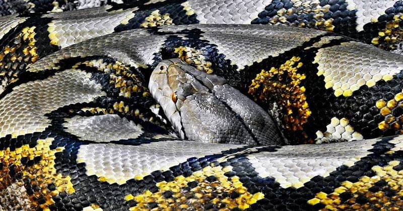 Lina Romei porno Ispaniya