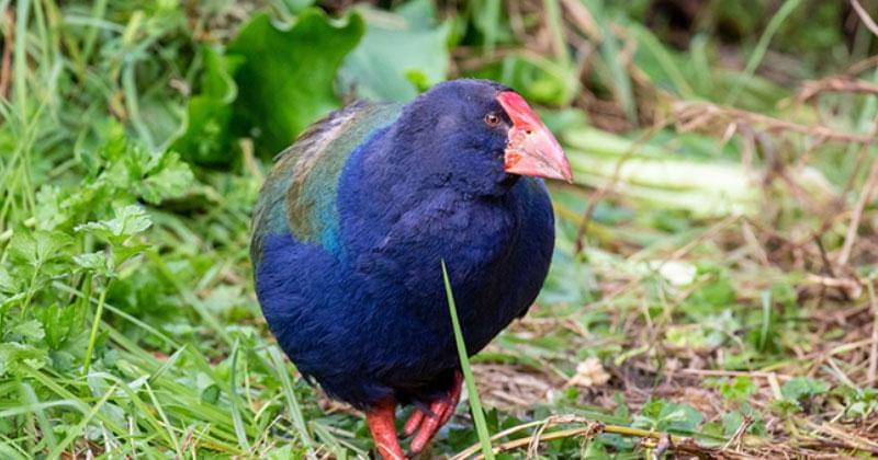 nzbirdsonline.org.nz