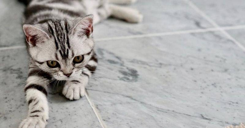 Pexels/Danielle-daniel-93966