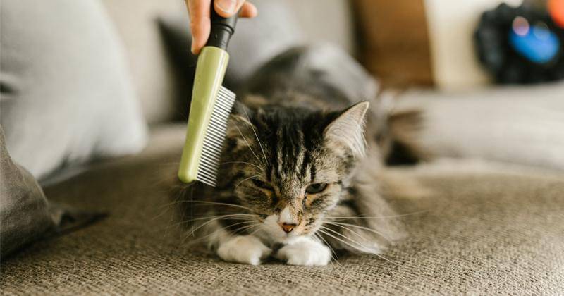 Pexels/RODNAE Production