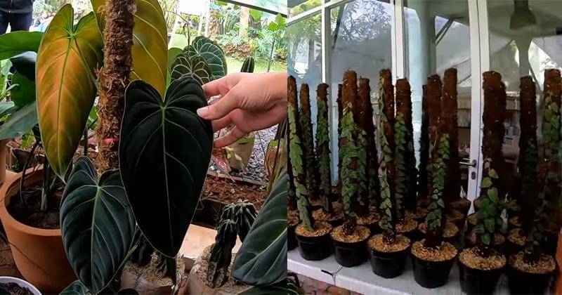 Youtube.com/Deeway Gembel