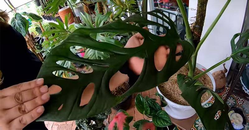 Youtube.com/Deeway Gembel