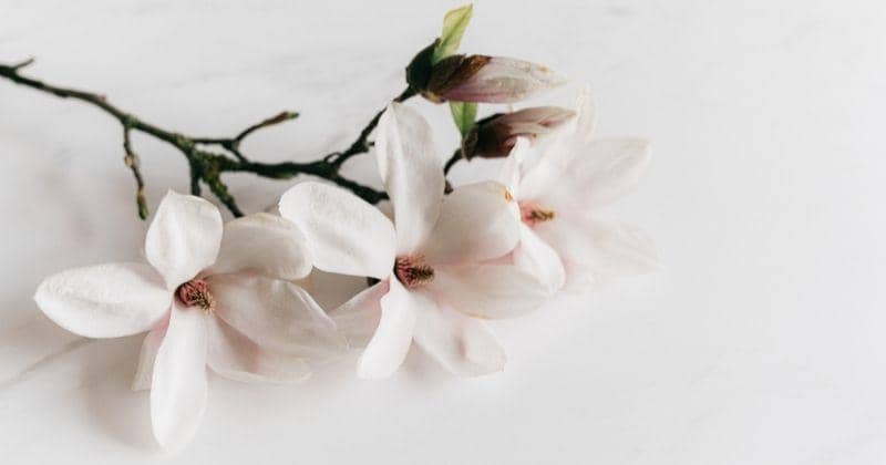 Pexels.com/KarolinaGrabowska