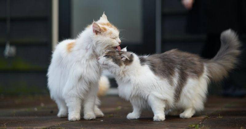 Unsplash/Ayeltvanveen