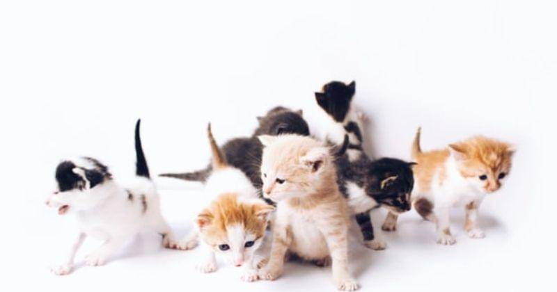 Unsplash/Theluckyneko