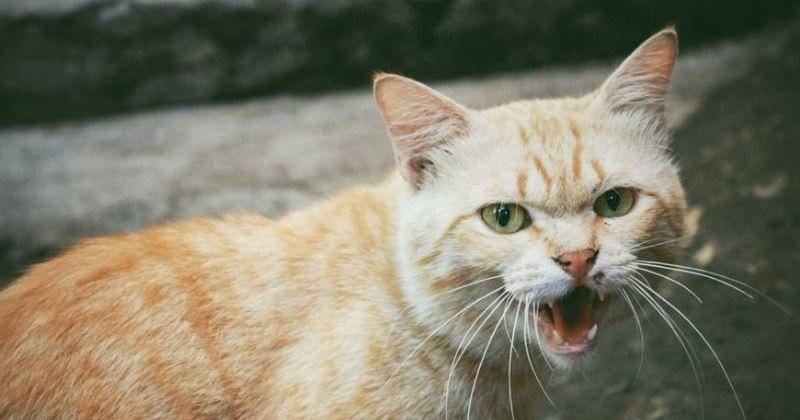 Unsplash/Memetxsaputra