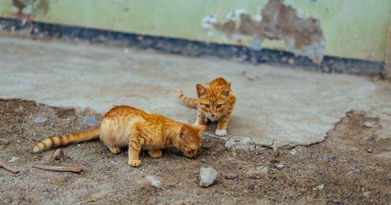 Unsplash/Danielcgold