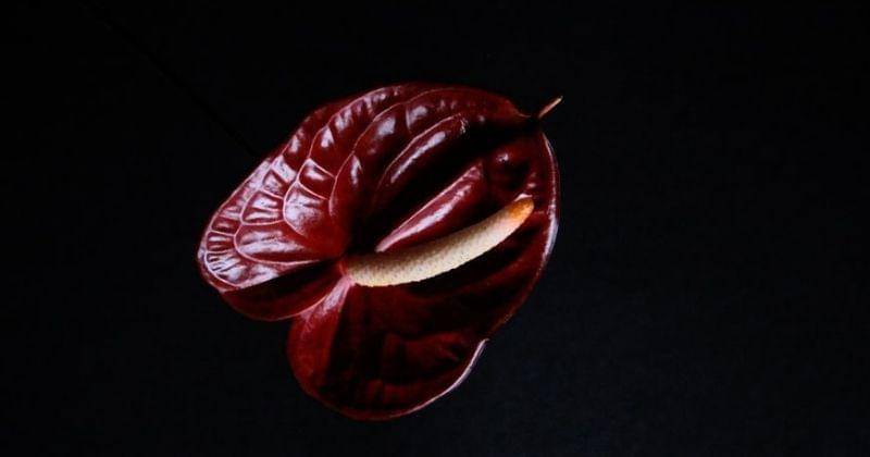 Unsplash/Dainisgraveris