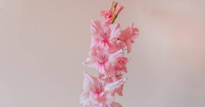 Unsplash/Earl_plannerzone