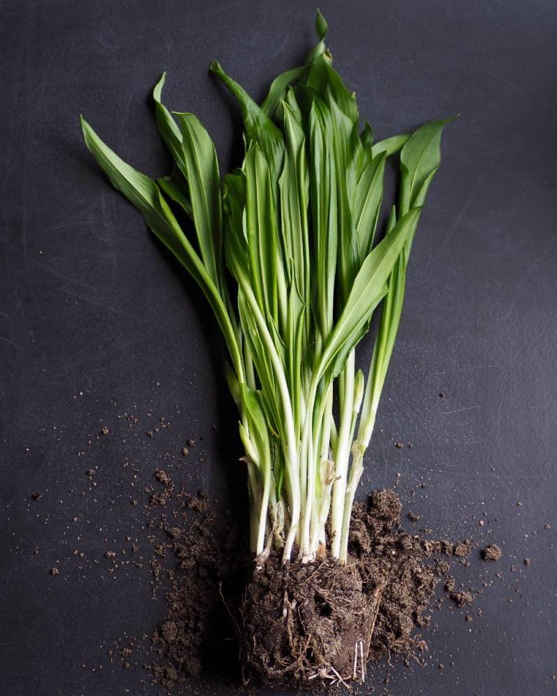 Sereh - Unsplash/anna voss