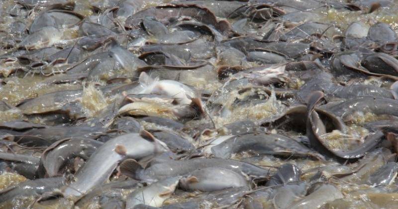 Perikanan.pamekasankab.go.id