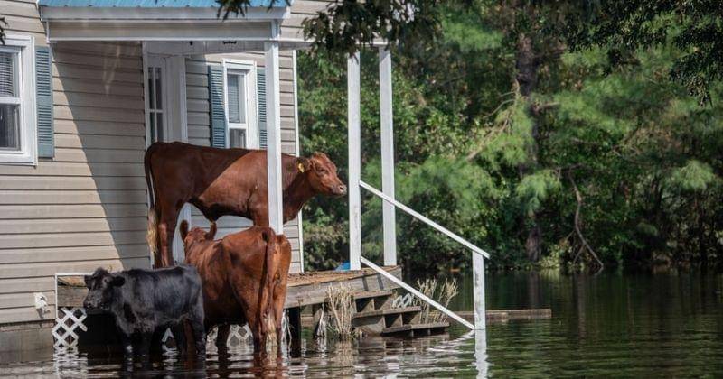 Unsplash/Weanimalsmedia