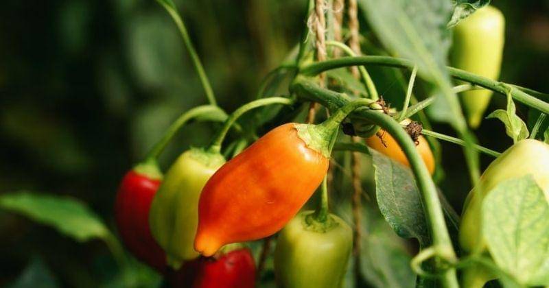 Unsplash/Jeppevadgaard