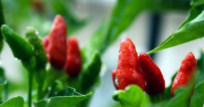 Unsplash/Princeabid708