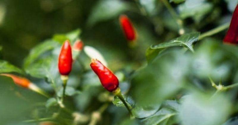 Unsplash/Clintbustrillos