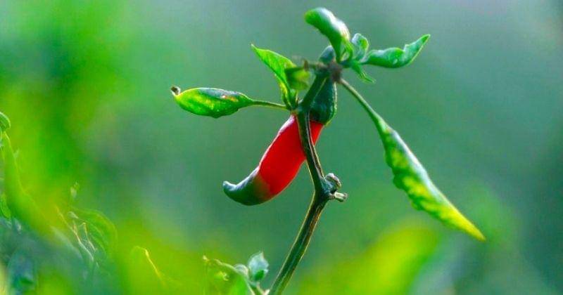 Unsplash/Mamunsrizon