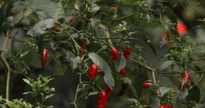 Unsplash/Designerjaeger