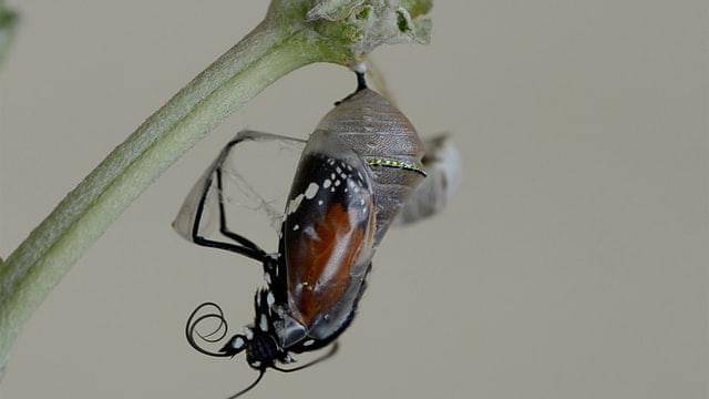 Unsplash/rochangraphics