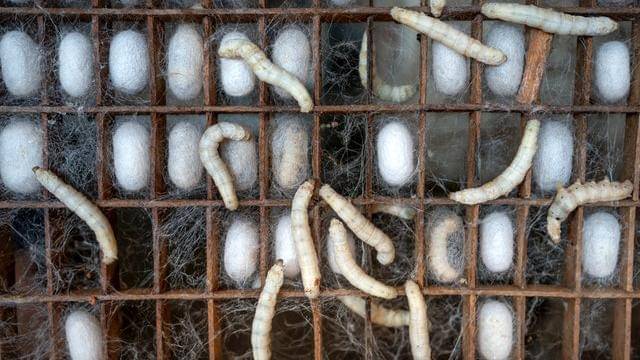 Pexels/quang-nguyen-vinh-222549