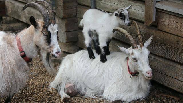 Pexels/reijo-telaranta-1359383