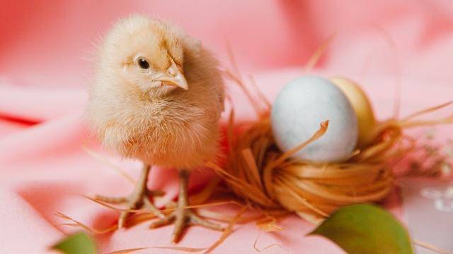 Pexels/roman-odintsov